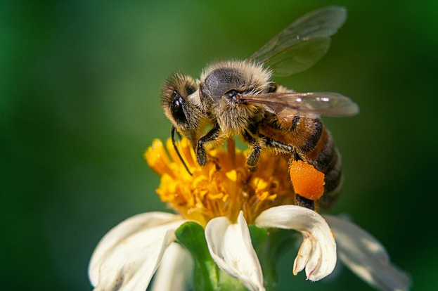 The bee: emblem of Fontanille Scop